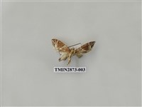 藏品(尺蛾600)的圖片